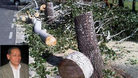 El Ã¡rbol, un amigo maltratado en nuestras ciudades