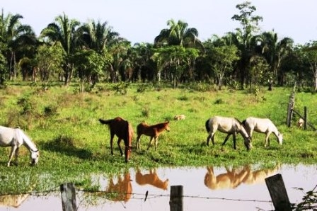 En Caparo tambiÃ©n se juega el futuro forestal venezolano